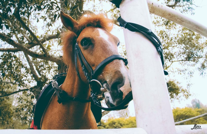 Punggol Ranch Resort Horses